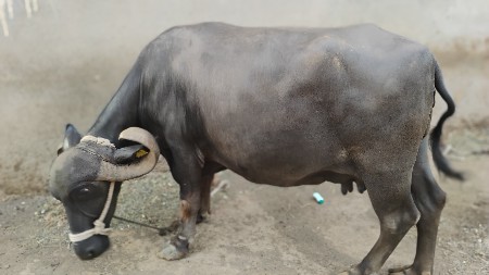 ભેંસ વેચવાની