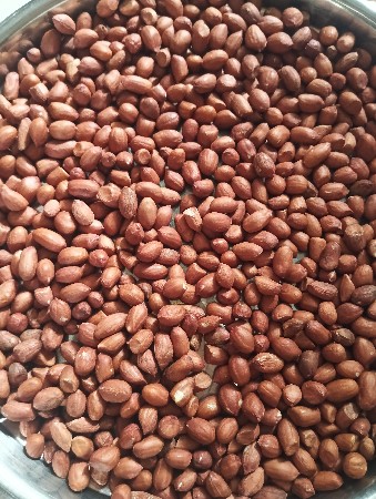 જીવી નું બિયારણ