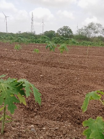 પપૈયા નો રોપ વેચવાનો છે