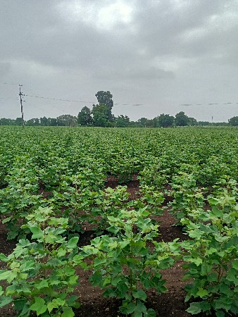 ખેતીની જમીન વેચવાની છે