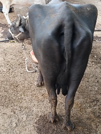 ભેસ