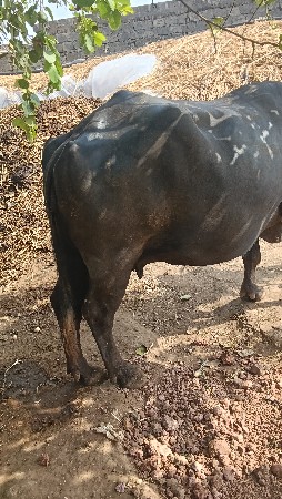 ૪વેતર ૨૦ ૨૫ કાચી