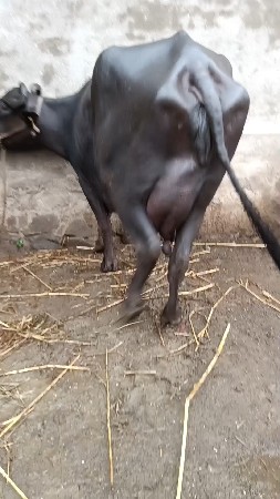 વેશવાની બીજુ વેતર