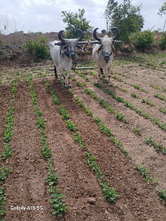 બળદ વેચવાના છે