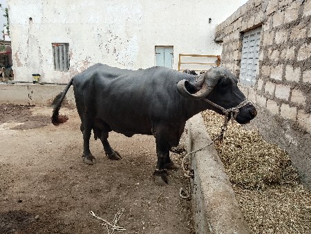 2 ભેંસ વેચવાની છે
