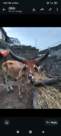 બળદ વેચવાના છે