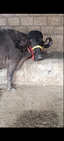ભેસ