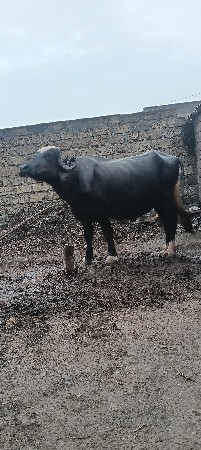 ભેંસ વેચવાની છે