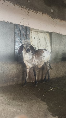 વાસડો વેશવાનો છે