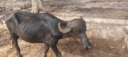 પાડોવેશવાનોછે