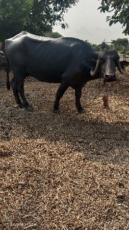 ખડેલી છે