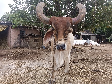 બળદ વેંચવા નાં છે