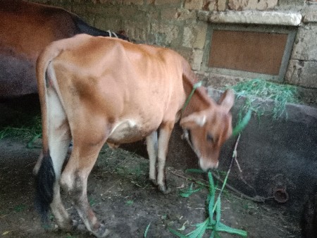 જર્સી વાસળી વેચવાની છે