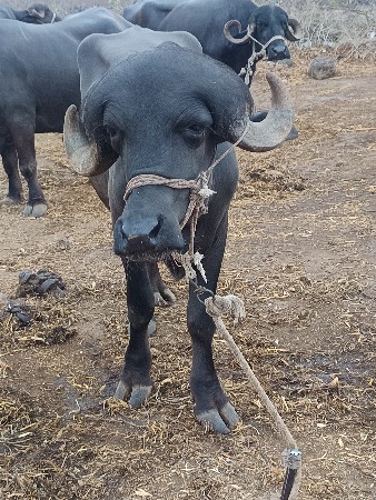 પાડો દેવાનો છે