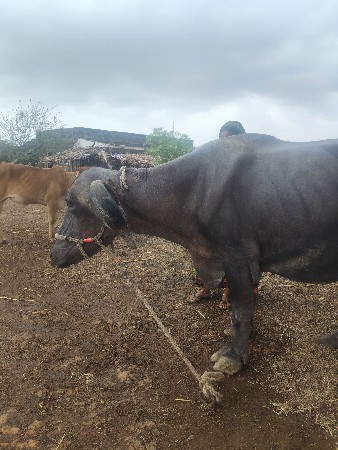 ભેંસ વેચવાની છે