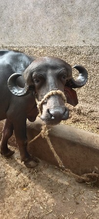 જાફરાબાદી