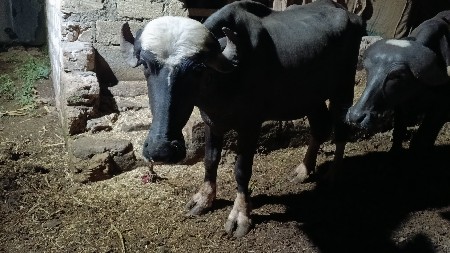 આવમાઘગાઢછૅઍટલૅવૅચવાનિછૅખૉટાફૉના