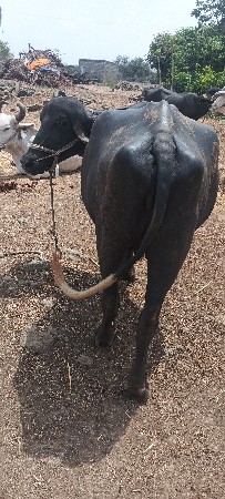 ખડેલી વેચવાની છે 9 મહીનો ચાલુછે