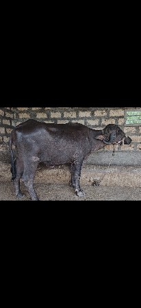 પેલું વેતર ‌ખળેલી વેચવાની છે