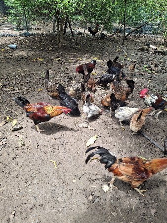 મરધા