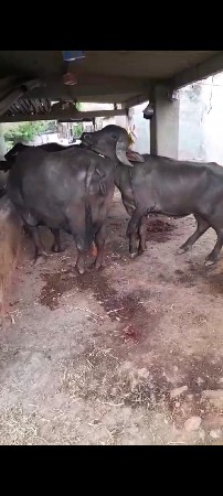 પાડો વેચવાનો છે