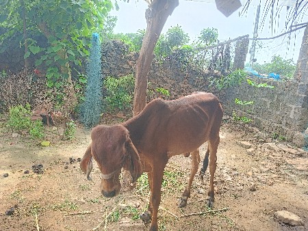 વાછડી વેચવાની છે