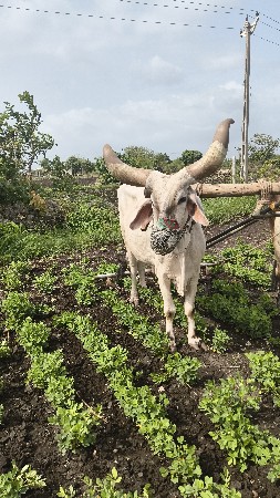 બળદ   વેચવાનો છે