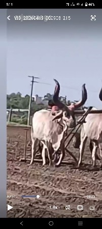 આ બળદ વેચવાનું છે