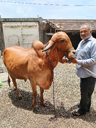 કપિલા ગાય વેચવાની છે