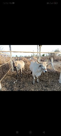 ગોઢલા વેચવા ના છે.