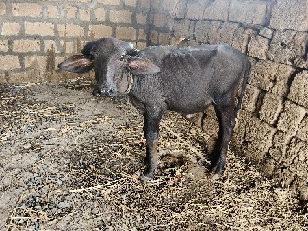 જાફરાબાદી પાડી વેચવાની છે.