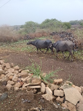 બે ઘડીલીયો વેચવાની છે