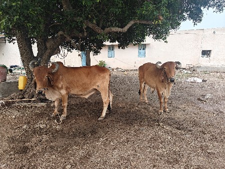 બળદ વેચવાના છે