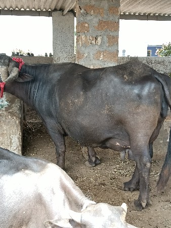 bhaes vechwani se 3 ju vetar se