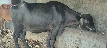 ભેંસ