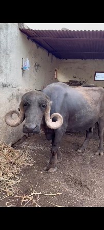 ઓરીજનલ જાફરાબાદી ભેંસ વેચવાની છે