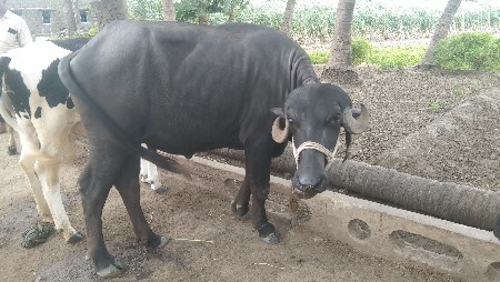 1=પાડો 
1=ખડેલી