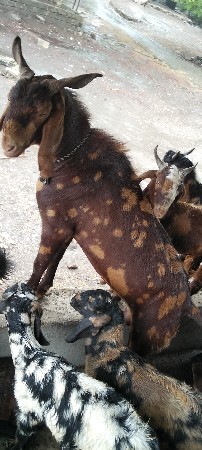 આ બોકડો વેચવાનો છે