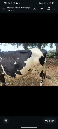 hf ગાય
