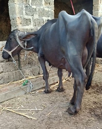 બે ભેંસ વેચવાની છે