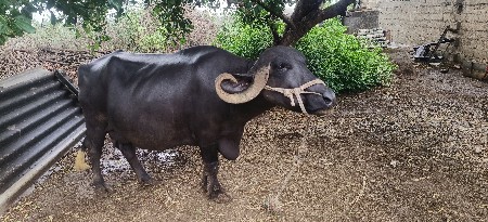 ભેંસ