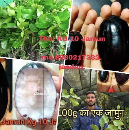 10 KG જાંબુ ની કલમ ખાતરી પૂર્વ