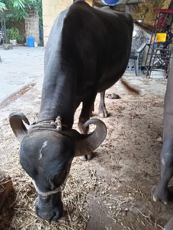 આ ભેંસ વેચવાની છે