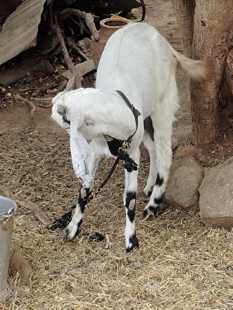બકરી વેચવાની છે
