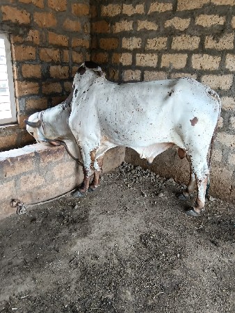 ગીર બૂલ