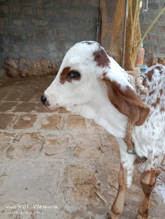 ગાય વેચવાની છે