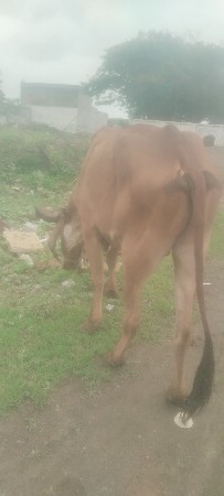 આ બળદ વેચવાનો છે વહેતો છેઃ