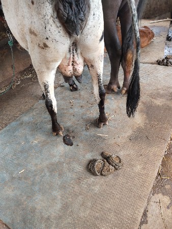 વોળકિ‌ વેચવાની છે