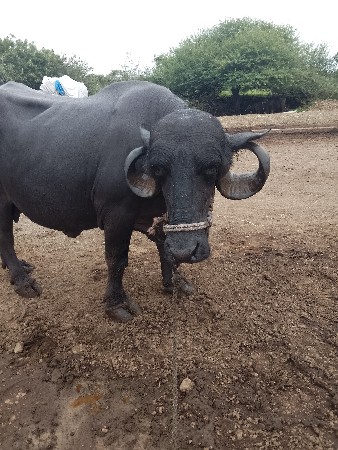 20/25 દીવસ ની કાચી