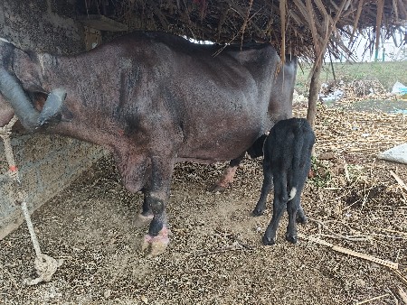 ભેંસ વેચવાની છે